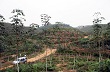 Hà Giang: Cây cao su vững vàng trong giá rét